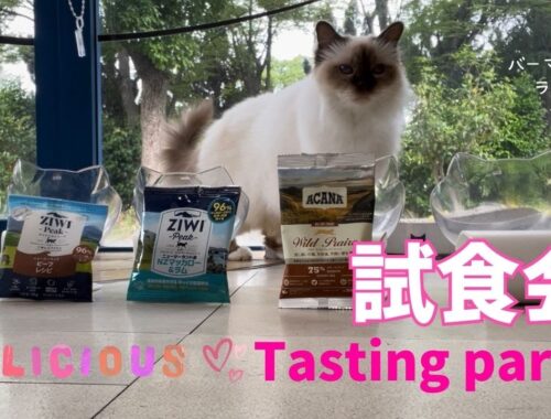 バーマン猫ラフとミカとガブ【試食会】Tasting party（バーマン猫）Birman/Cat