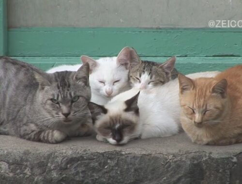 日本猫旅,大王崎-1日目 / Japan Cat Trip, Daiozaki-Day 1