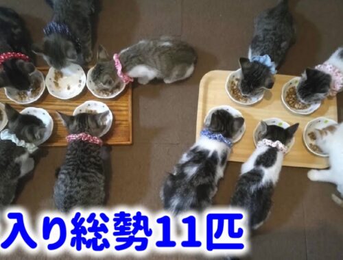 【子猫天国】11匹の子猫達が園長宅にやって来た！わちゃわちゃぶりをご披露します