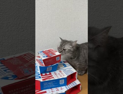 猫ちゃんの前にピザが届いた！ #猫 #マンチカン #cat #kitten #kitty #kittycat #catlover
