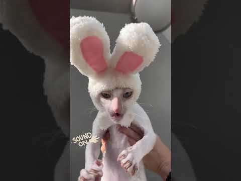 cat in rabbit ears eat food