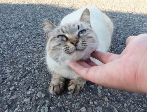 港で出会ったシャムミックスな野良猫ちゃんが気持ちよさそうに顎ナデナデせてくれた