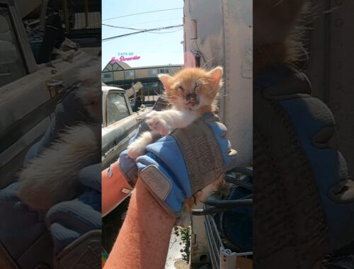 Kittens rescued from death's door! #kitten #kittenrescue
