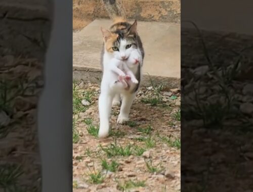 Stray Mother Cat Asks For Help At The Door To Get Her Kittens In!