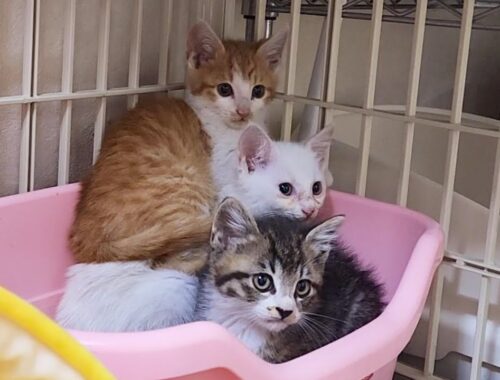 【保護子猫】700グラムの子猫３兄弟   Kitten 3 brothers