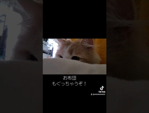 優しすぎる朝 #ラガマフィン #猫動画 #cat #子猫 #癒し