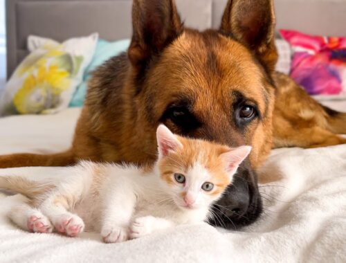 What does the Friendship Between a German Shepherd and Baby Kitten look like