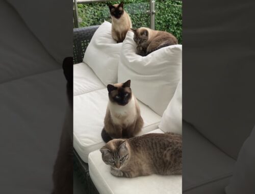 The whole Siamesecat Family #catfamily #familycat #siamese #siamesecats #catplaytime  #tired #miauw