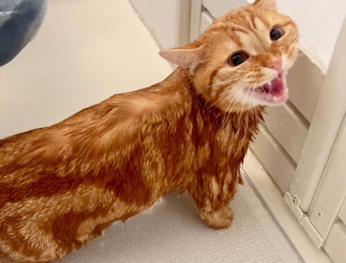 マンチカンのちゃびくんをお風呂に入れたら...予想してたよりもとってもお利口さんでした【猫の鳴き声】