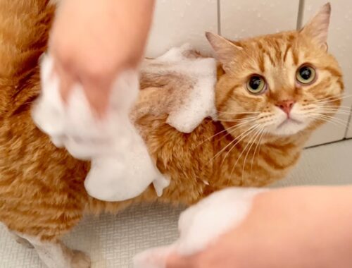 マンチカンの茶々くんを2年ぶりにお風呂で洗ったら...【猫の鳴き声】