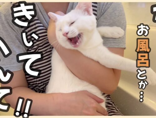 【元野良猫リリー】白猫を初めてお風呂入れたら、さらにめちゃくちゃ白くなりました！！