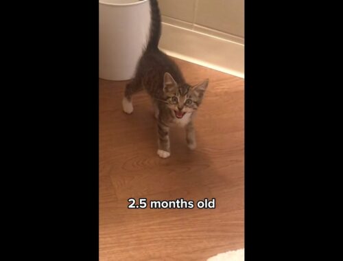 Kitten learns how to meow! #shorts
