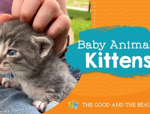 Baby Animals | Kittens | The Good and the Beautiful