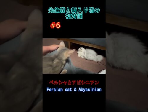 先住猫と新入り猫の初対面 #6 ペルシャとアビシニアン Persian cat & Abyssinian
