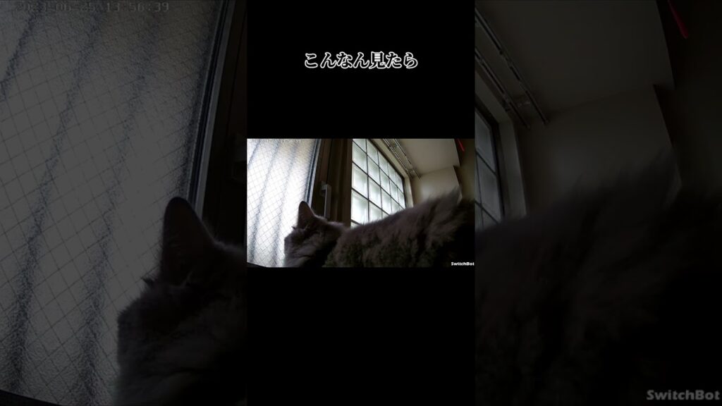 こんなん見たら、早く帰ってくる【サイベリアン・キキのKIKICHANNEL】#shorts #サイベリアン #猫