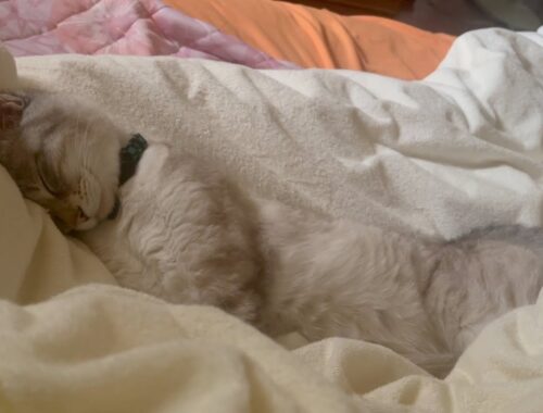 癒しの眠りを覗く！猫が枕にすっぽり包まれる様子がかわいすぎ