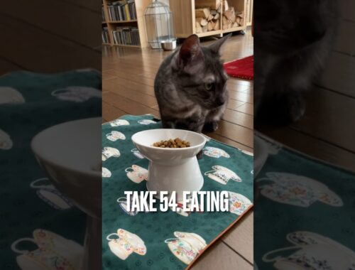 ひたすら#食べる猫 にゃ #至福のひととき #猫 #エジプシャンマウ #eatingcat #shorts