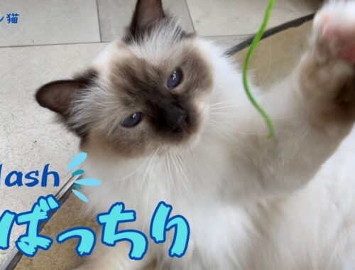 バーマン猫ラフとミカ【とばっちり】Splash（バーマン猫）Birman/Cat