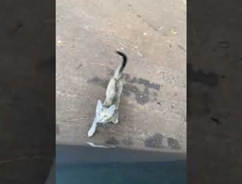 Road Crossing Kitten Chooses Her Human || ViralHog