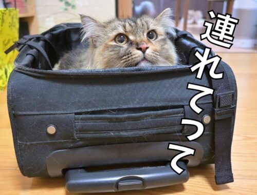 【荷造り】自らパッキングされに行く猫たちが可愛い…【サイベリアン】