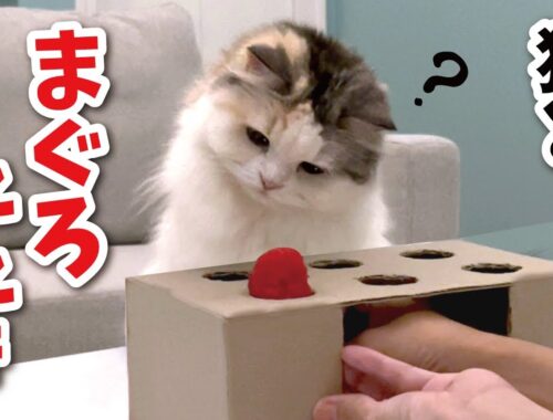 もぐらたたきで遊ぼうと思ったら間違えてまぐろたたきだった時の猫の反応がこちら【関西弁でしゃべる猫】