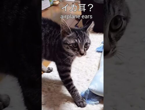 伏せ耳？イカ耳？になってるけど大丈夫なの猫ちゃん？ You have squid ears, but are you okay, cat?