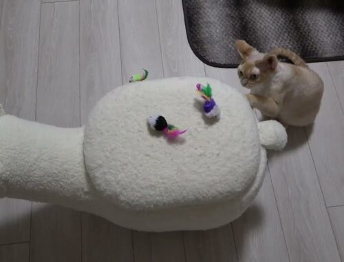デボンレックス猫にネズミのおもちゃをたくさんプレゼントしました(Many mouse-shaped toys for Devon Rex cat)