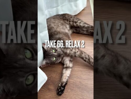 #リラックス にゃん😽#relax #猫 #かわいい猫 #猫動画かわいい #エジプシャンマウ #shorts