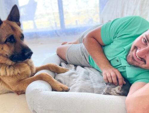 German Shepherd Reaction to Dad with Kitten in Dog Bed