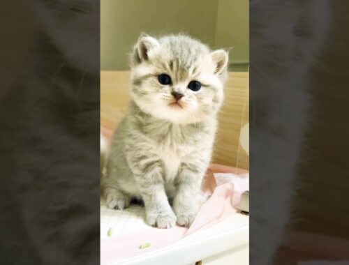 Cat Meowing Song - Meong Kucing Lucu #shorts