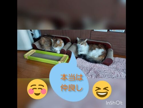 双子猫姉妹6歳の誕生日　【ソマリ&メインクーンのハーフ】
