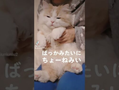 今週も僕ら… #ラガマフィン #子猫 #cat #猫動画 #shorts