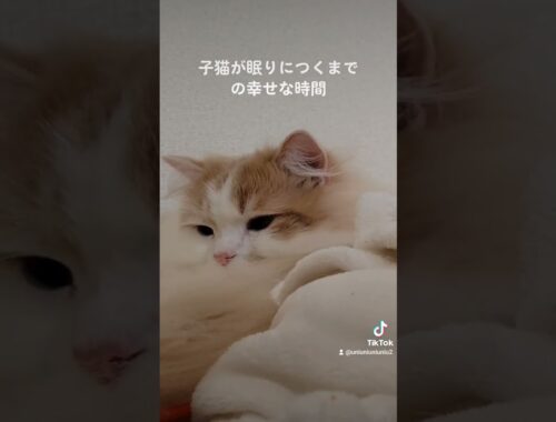 見守りたくなる子猫 #ラガマフィン #cat #猫動画 #子猫 #癒し #shorts