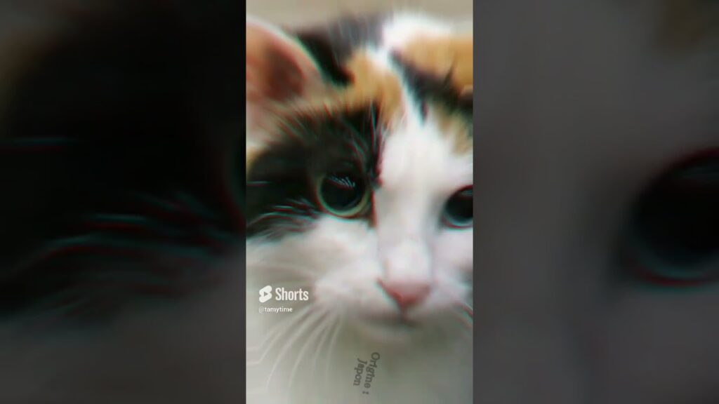 Japanese Bobtail Japanese Bobtail
