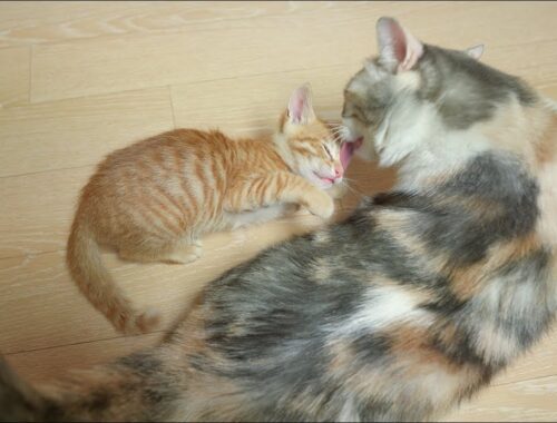 What a Rescued Kitten Does When It Meets a New Mother Cat