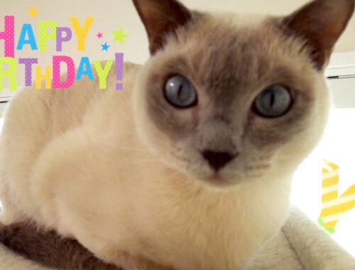 【祝４歳】【ロシアンブルー×トンキニーズ】トラさんの誕生日おめでとう（#121）