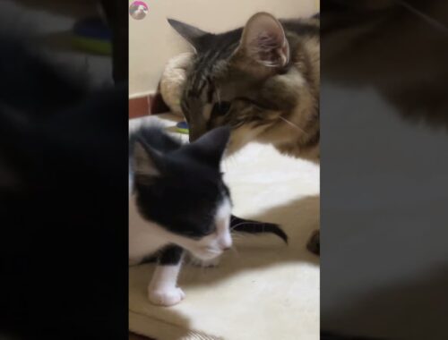 Rescued kitten is restless being followed around by older cat #shorts
