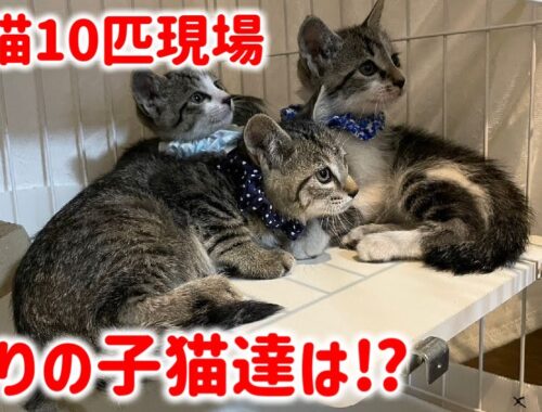 【後編】子猫10匹＋親猫3匹の現場にて、残された子猫達は！？
