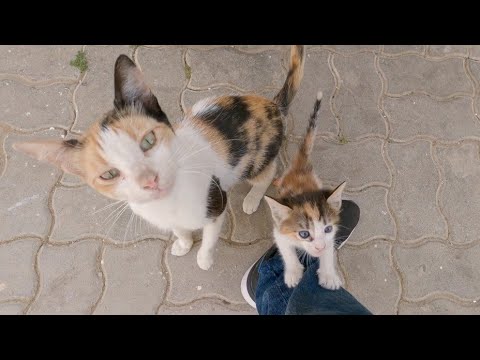 A cute kitten who looks like her mother and helps her to ask me for food.