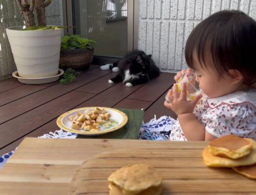 隙を見て赤ちゃんのパンケーキを盗む猫　ラガマフィン　A cat steals a pancake by looking at the chance