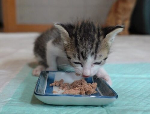 【生後22日】初めての離乳食が美味しくてモリモリ食べる子猫