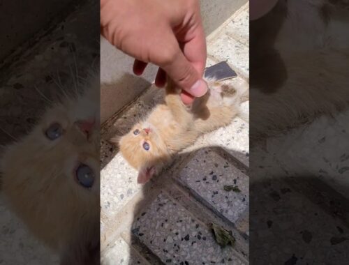 I washed the dirty kitten #cat #kitten