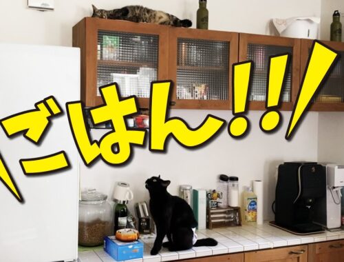 「ご飯食べる？」と聞いたら流暢な日本語で猫が返事をしてきた！