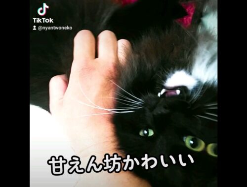 甘えん坊かわいい　 #catvideo #癒し猫動画 #猫との生活 #サイベリアン #catlover