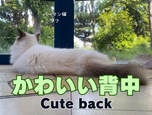 バーマン猫ラフ【かわいい背中】Cute back（バーマン猫）Birman/Cat