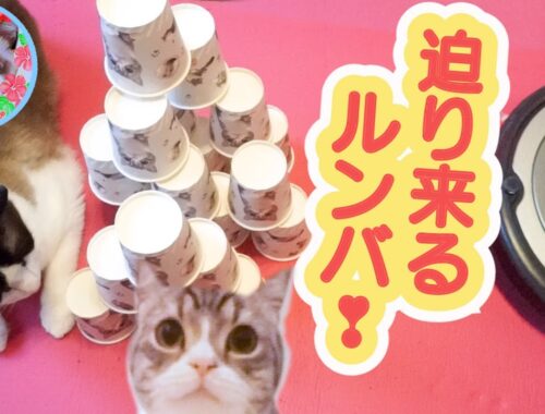 もちまる紙コップタワーの横でくつろぐ猫にルンバが迫って来たらこうなります Daiso MOTIMARU goods