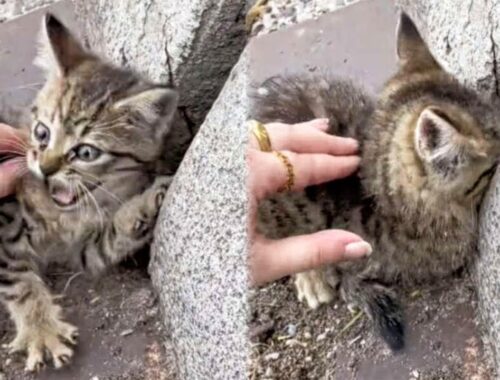 Driver Sees a Scared Kitten On The Road And Immediately Rushes To Save Him