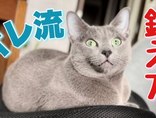 ロシアンブルー | 猫が新しいトレーニンググッズにご満悦 [Russian Blue cat Kotetsu] The cat satisfied with new training toy