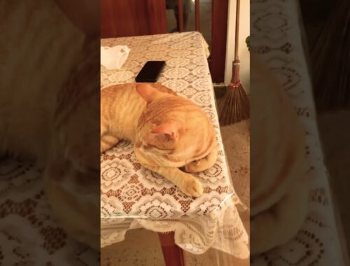 cutest and funniest golden brown cats.cats lifestyle diary.funny cats vedios 🤩💕✅