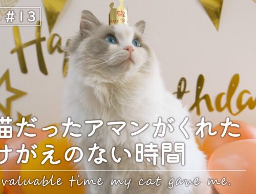 【子猫の誕生日】ラグドール猫の成長記録｜ラグドール猫と暮らす【vlog ＃13】